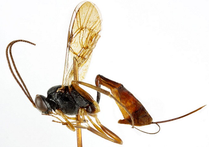 Venturia canescens habitus
