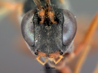 Venturia_bolibasalis_HOLOTYPE