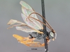 Venturia_bolibasalis_HOLOTYPE