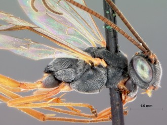 Venturia_bolibasalis_HOLOTYPE