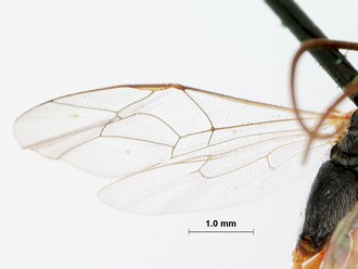 Venturia_bolibasalis_HOLOTYPE