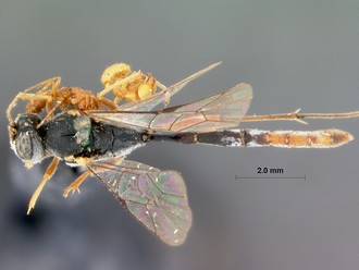 Venturia_crassicaput_HOLOTYPE