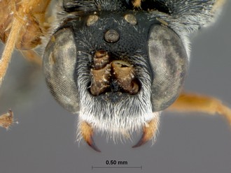 Venturia_crassicaput_HOLOTYPE