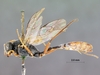 Venturia_crassicaput_HOLOTYPE