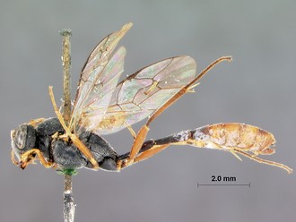 Venturia_crassicaput_HOLOTYPE