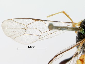 Venturia_crassicaput_HOLOTYPE