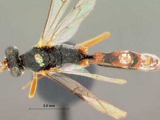 Venturia_peringueyi_HOLOTYPE