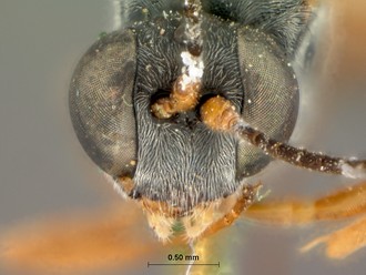 Venturia_peringueyi_HOLOTYPE