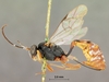 Venturia_peringueyi_HOLOTYPE