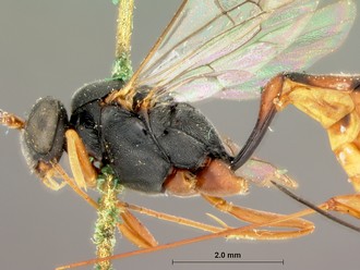 Venturia_peringueyi_HOLOTYPE
