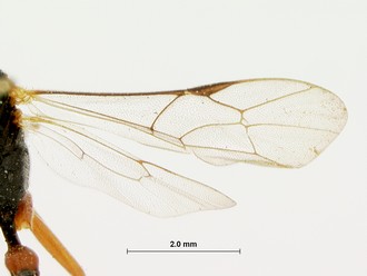 Venturia_peringueyi_HOLOTYPE