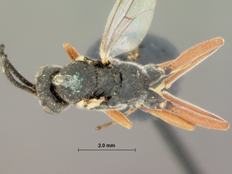 Allotheca_annulipes_HOLOTYPE