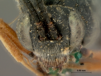 iAllotheca_annulipes_HOLOTYPE