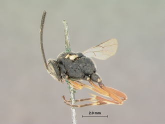 Allotheca_annulipes_HOLOTYPE