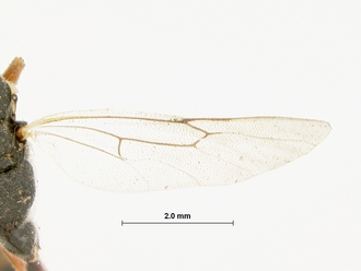 Allotheca_annulipes_HOLOTYPE