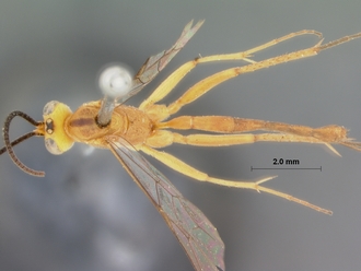 Xanthocampoplex_oneili_HOLOTYPE