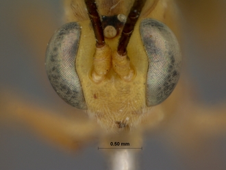 Xanthocampoplex_oneili_HOLOTYPE