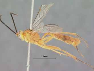 Xanthocampoplex_oneili_HOLOTYPE