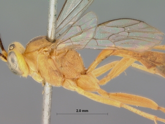 Xanthocampoplex_oneili_HOLOTYPE