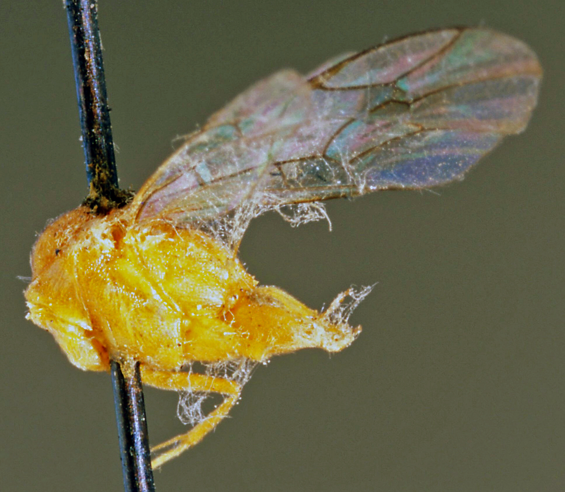 Xanthocampoplex_oneili_HOLOTYPE