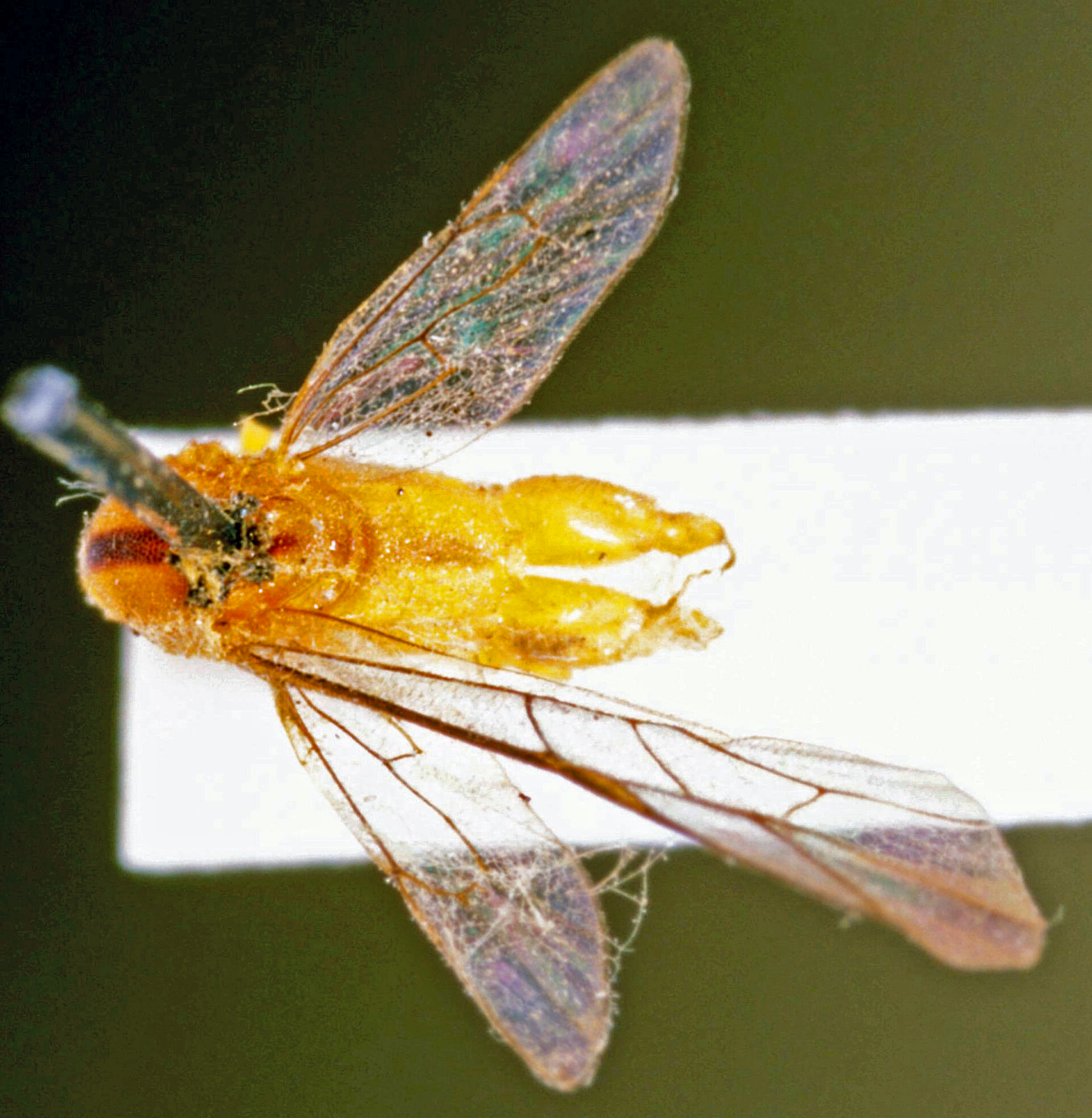 Xanthocampoplex_oneili_HOLOTYPE