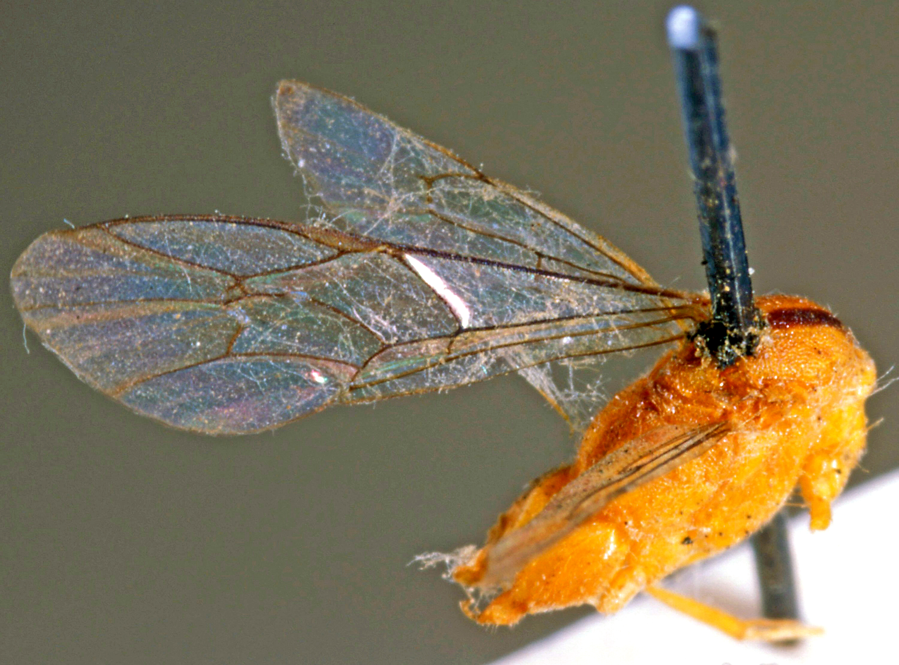 Xanthocampoplex_oneili_HOLOTYPE