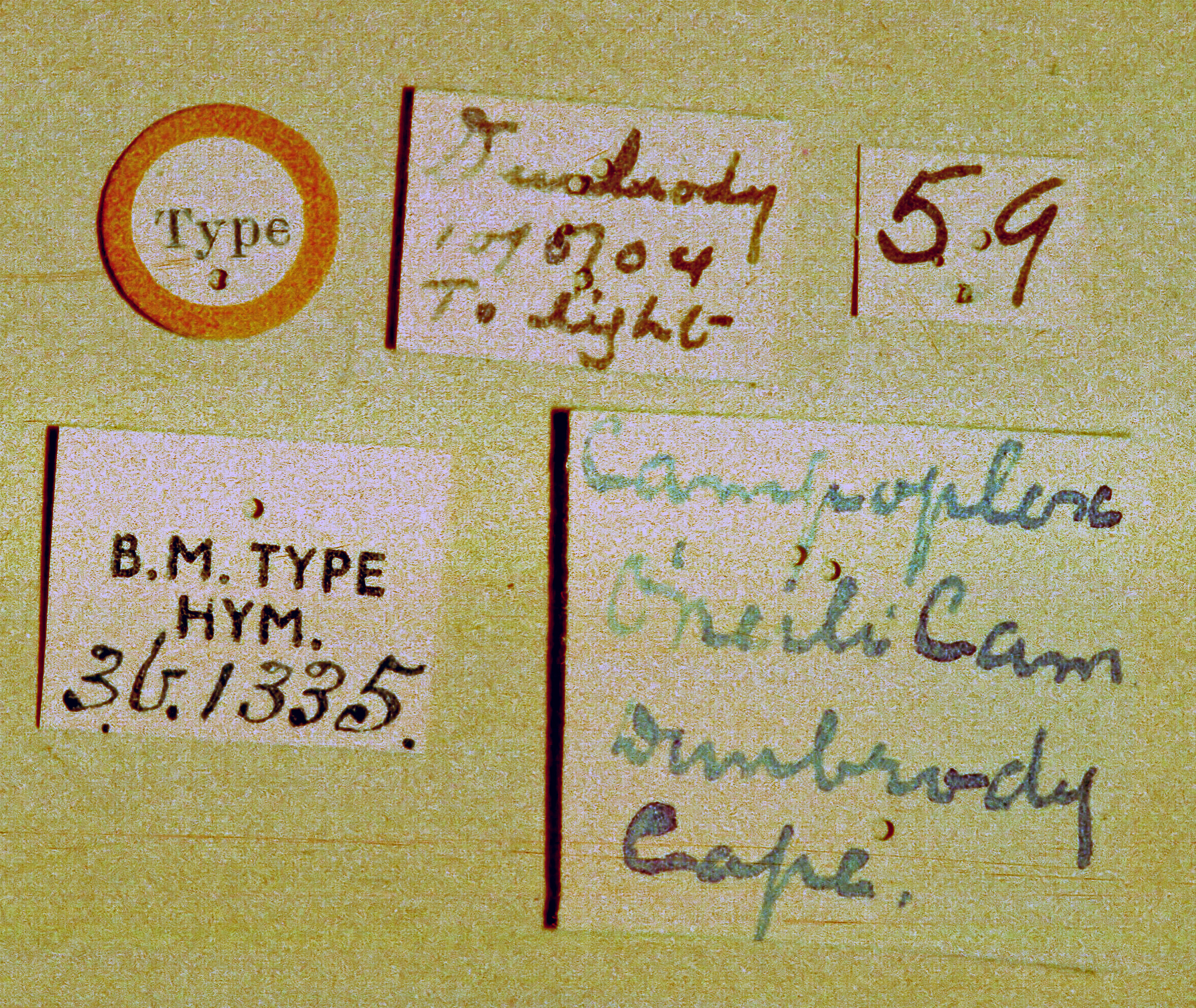 Xanthocampoplex_oneili_HOLOTYPE