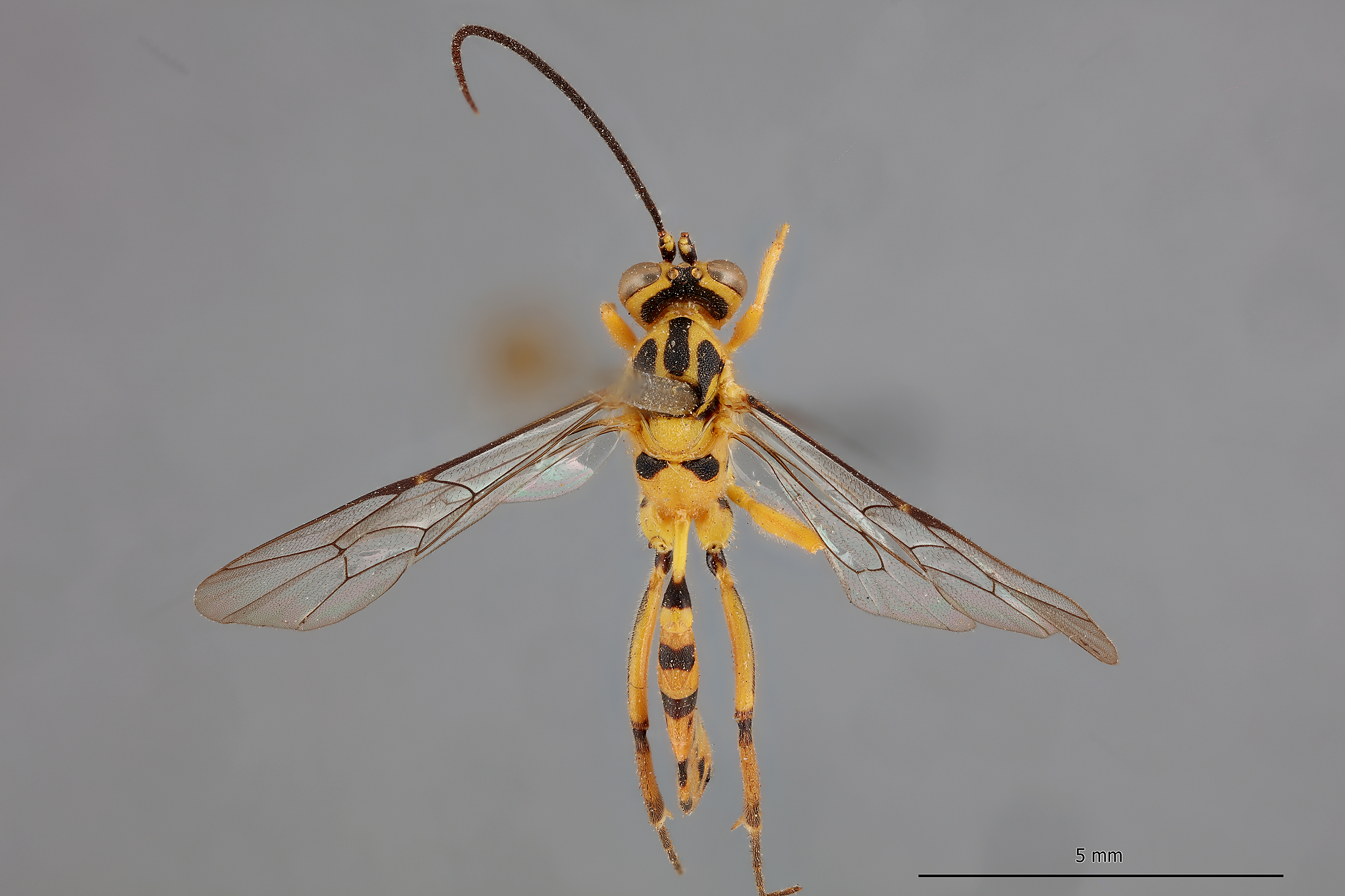 Xanthocampoplex_oneili_HOLOTYPE