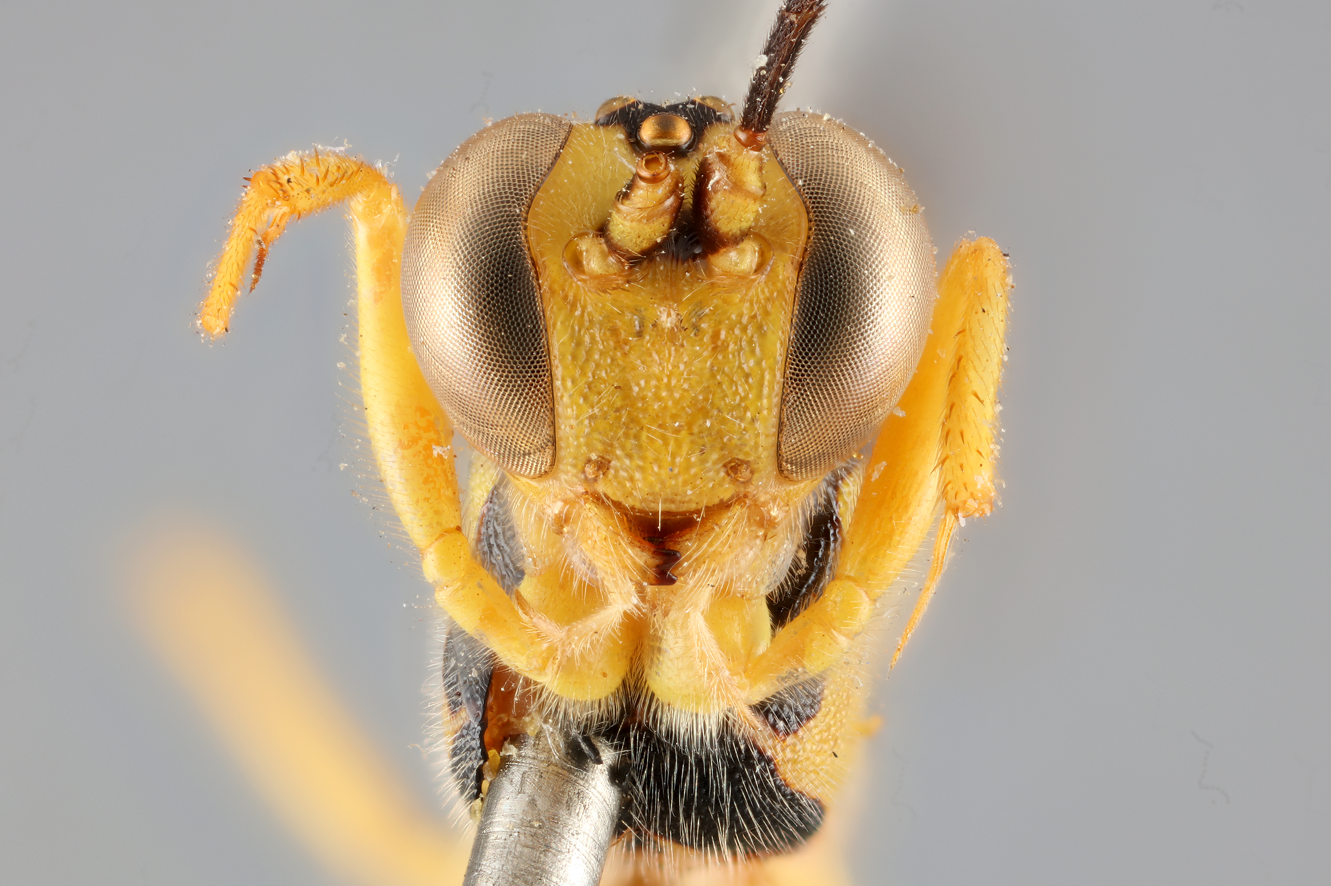 Xanthocampoplex_oneili_HOLOTYPE