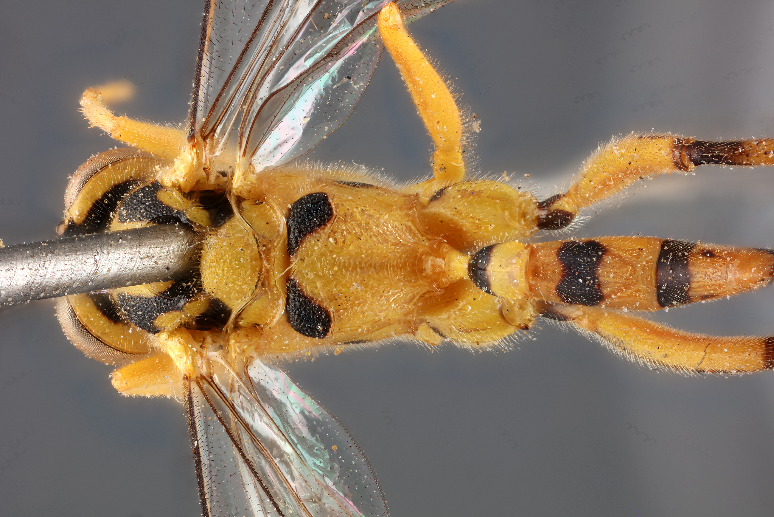 Xanthocampoplex_oneili_HOLOTYPE