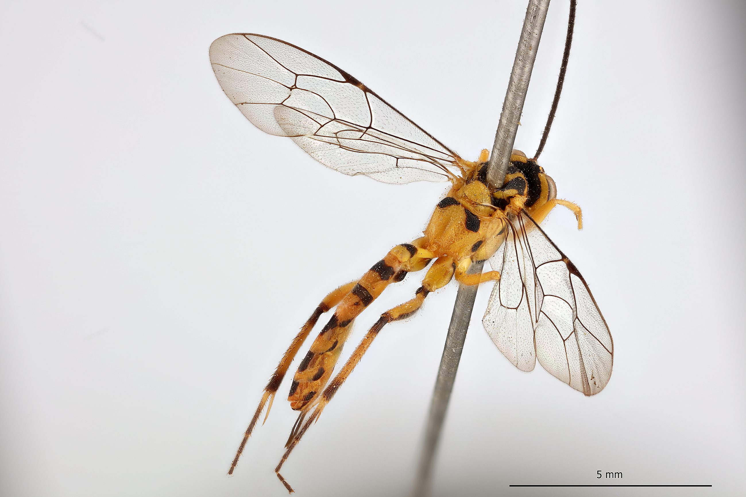 Xanthocampoplex_oneili_HOLOTYPE