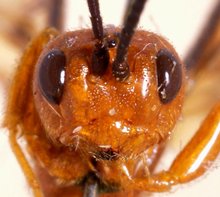 Belesica_pictipennis_LECTOTYPE