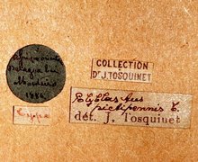 Belesica_pictipennis_data_labels