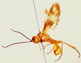 Belesica_pictipennis_LECTOTYPE