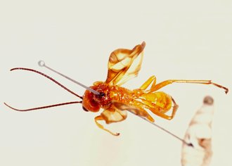 Belesica_pictipennis_LECTOTYPE