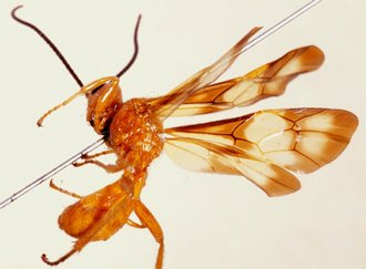 Belesica_pictipennis_LECTOTYPE