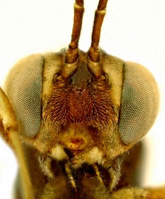 Cremastus madagascariensis face