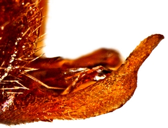Cremastus madagascariensis gonosquama