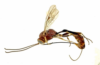 Cremastus madagascariensis habitus