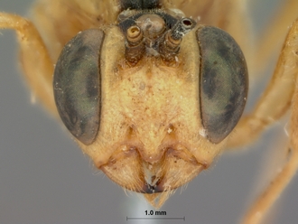 Eurygenus_ligulatus_HOLOTYPE
