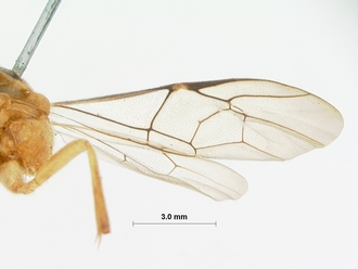 Eurygenus_lignlatus_HOLOTYPE