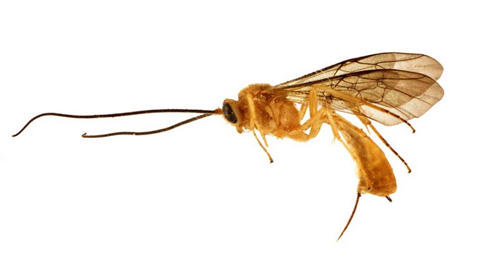 Eurygenys gamour habitus