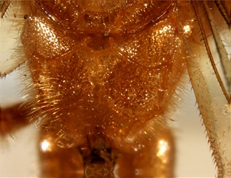 Eurygenys gamour propodeum