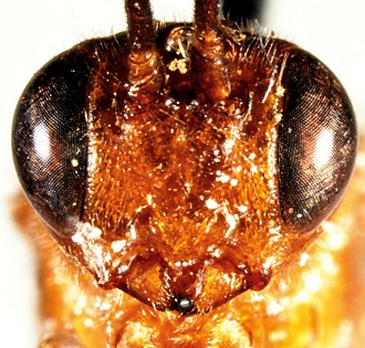 Eurygenys kerlioretensis face