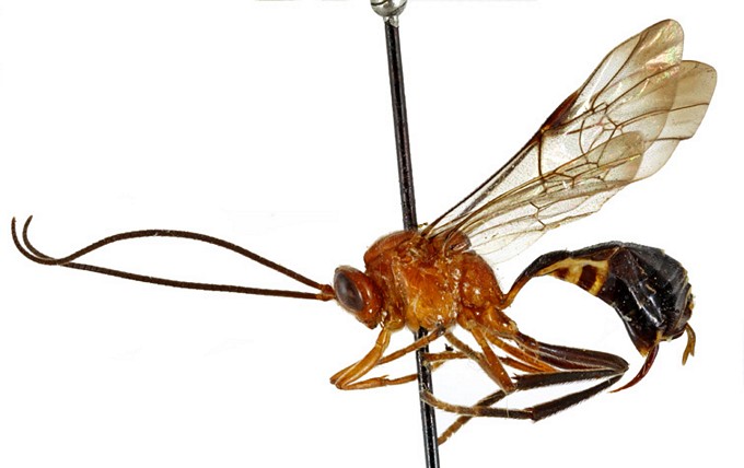 Eurygenys kerlioretensis habitus