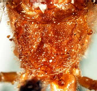 Eurygenys kerlioretensis propodeum