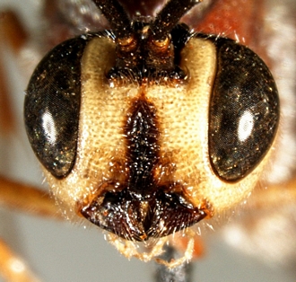 Eurygenys ricinorum face