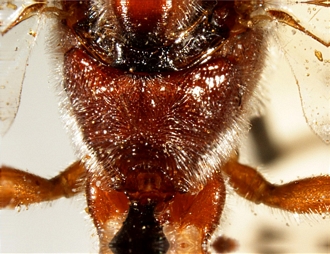 Eurygenys ricinorum propodeum