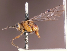 Pimplomorpha_trilineata_HOLOTYPE