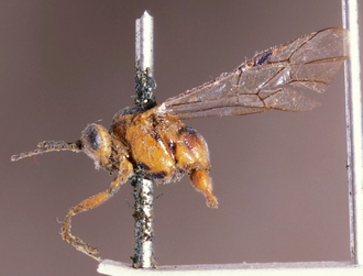 Pimplomorpha_trilineata_HOLOTYPE